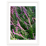 Lavender Flowers thumbnail