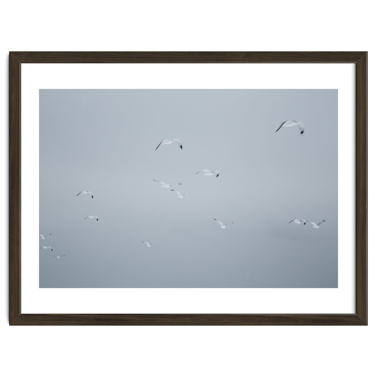 Flying seagulls in the winter sky