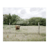 Cow in the farm (Print Only) thumbnail