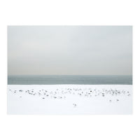 Seagulls in the winter snow beach (Print Only)