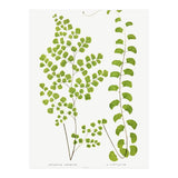 Edward Joseph Lowe – Adiantum Assimile and Adiantum Lunulatum (1856–1860) (Print Only) thumbnail