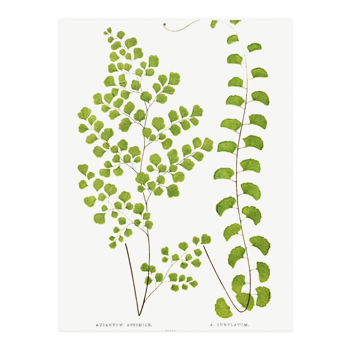Edward Joseph Lowe – Adiantum Assimile and Adiantum Lunulatum (1856–1860) (Print Only)