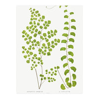Edward Joseph Lowe – Adiantum Assimile and Adiantum Lunulatum (1856–1860) (Print Only)