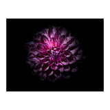 Backyard Flowers No 57 Color Version (Print Only) thumbnail