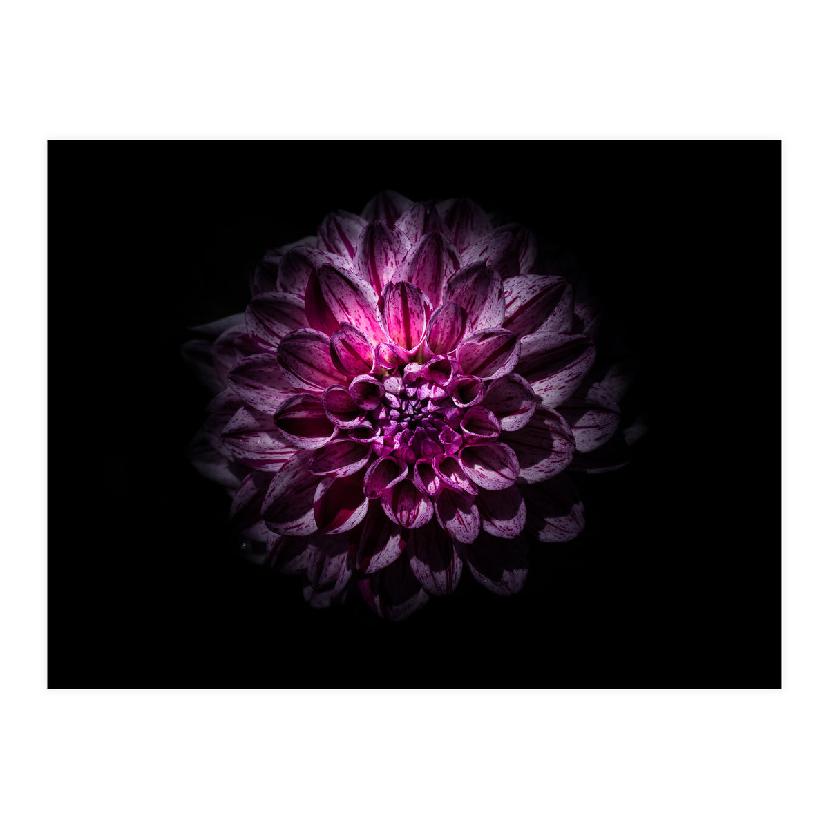 Backyard Flowers No 57 Color Version (Print Only)