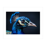 Close Up Of A Peacock Head Blue Feather (Print Only) thumbnail