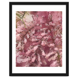 Pink Blossom thumbnail