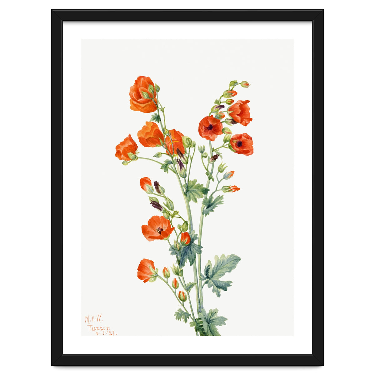 Mary Vaux Walcott – Scarlet Globe Mallow (Sphaeralcea grossulariaefolia) (1927)