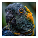 Close Up Of A Wet Macaw Parrot Head (Print Only) thumbnail