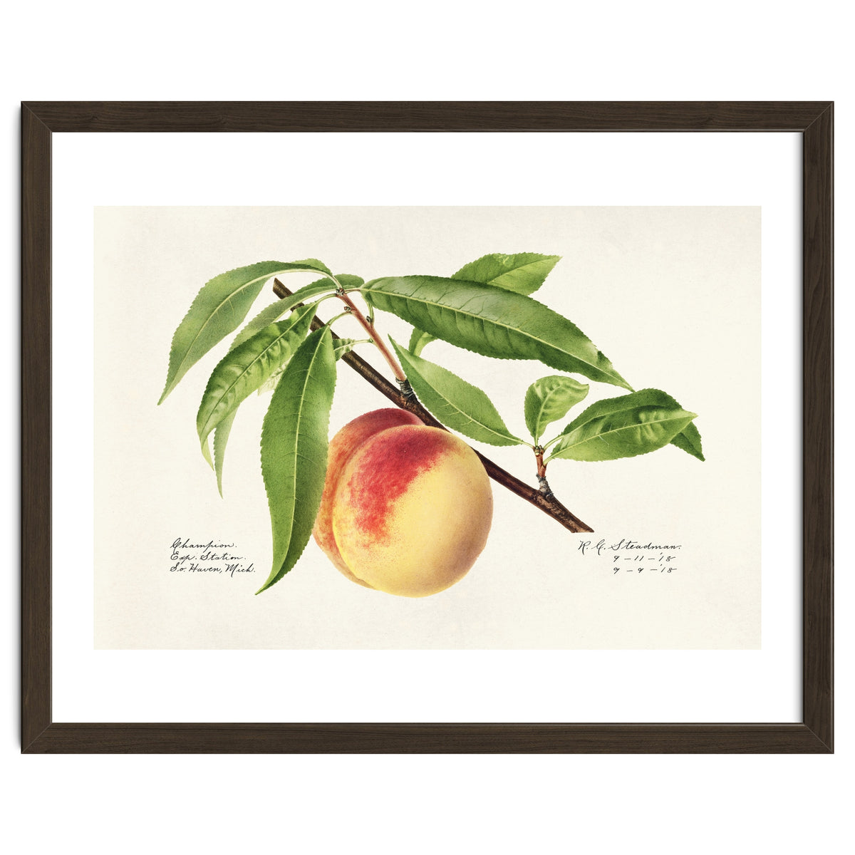 Royal Charles Steadman – Peach Twig (Prunus persica) (1918)