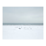 Seagulls in the Snow beach (Print Only) thumbnail