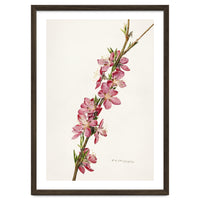 Royal Charles Steadman – Peach (Prunus persica) (1924)