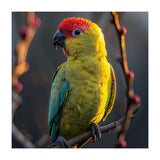 Close Up Of A Colorful Jenday Conure  (Print Only) thumbnail