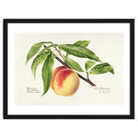 Royal Charles Steadman – Peach Twig (Prunus persica) (1918)