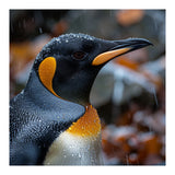 King Penguin In Rain With Water Drops (Print Only) thumbnail