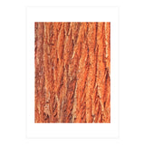 Tree Bark (Print Only) thumbnail