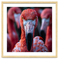 Close Up Of A Flamingo Bird Face, Pink Feathers