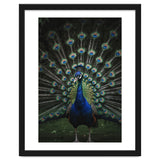 Peacock Portrait Photography thumbnail