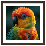 Sun Conure Parrot Close Up Eye thumbnail