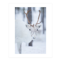 White Reindeer (Print Only)