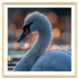 Close-up Shot of a Swan with Water Droplets thumbnail