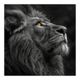 Majestic Lion Face Closeup Golden Eyes Black (Print Only) thumbnail