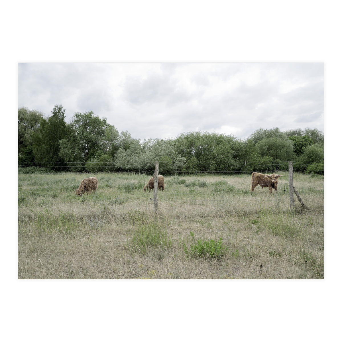 Cows in the farm (Print Only)