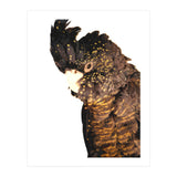 Black Cockatoo  (Print Only) thumbnail