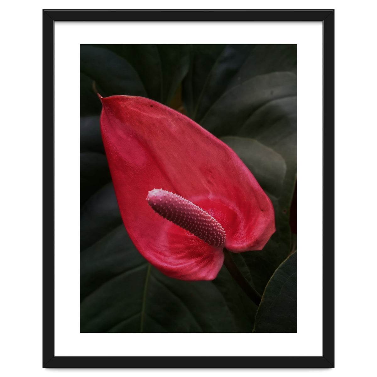 Red Anthurium Flower