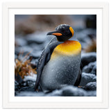 King Penguin In Snow With Water Droplets thumbnail