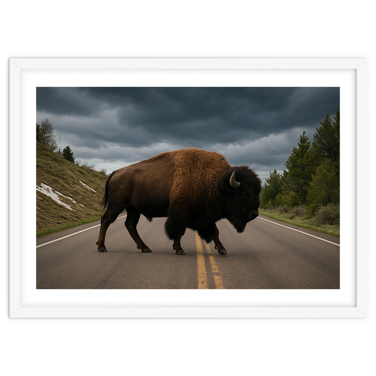 Bison on the Road , Yellowstone Wildlife Photography