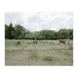 Cows in the farm (Print Only) thumbnail