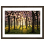 Blooming cherry trees in soft morning light thumbnail