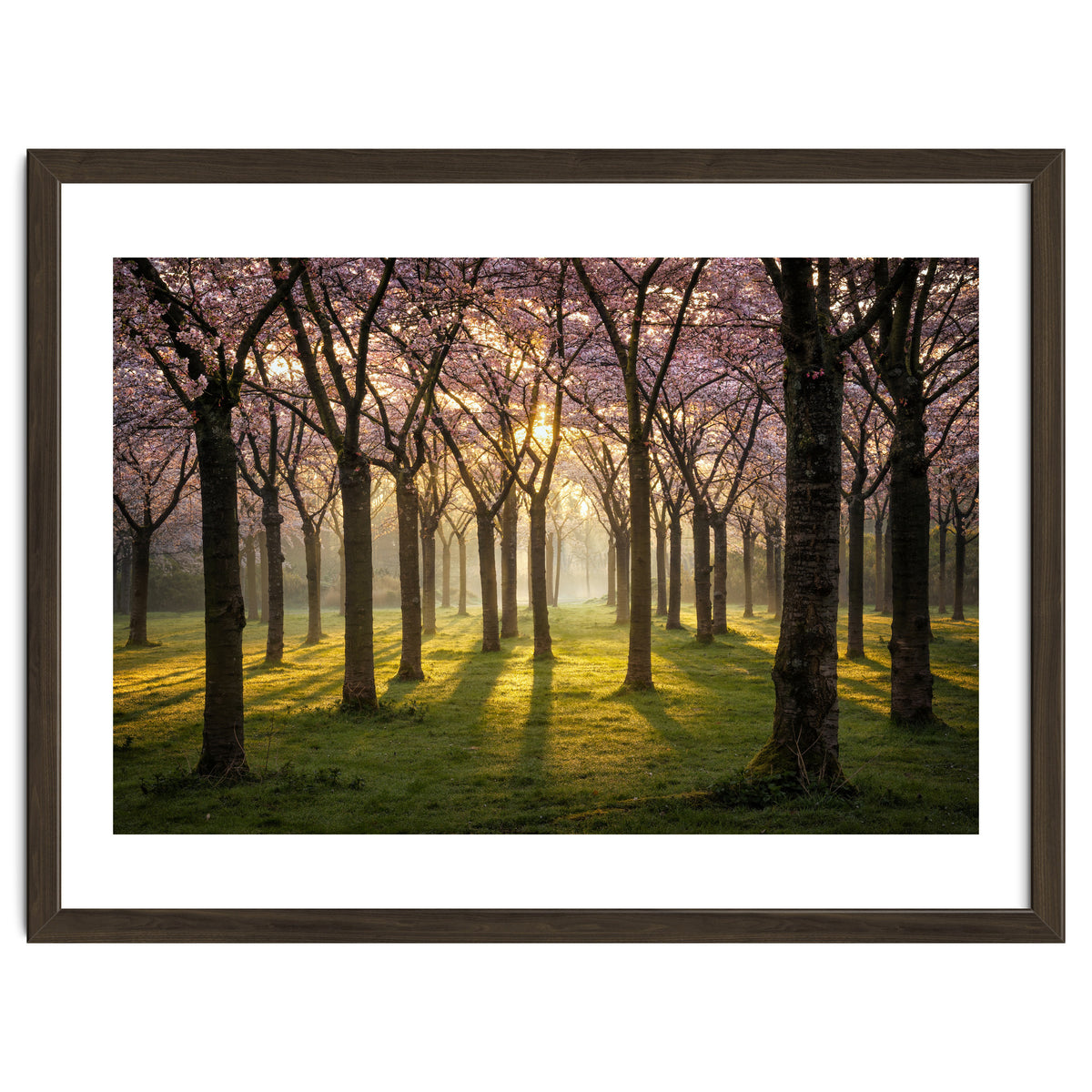 Blooming cherry trees in soft morning light