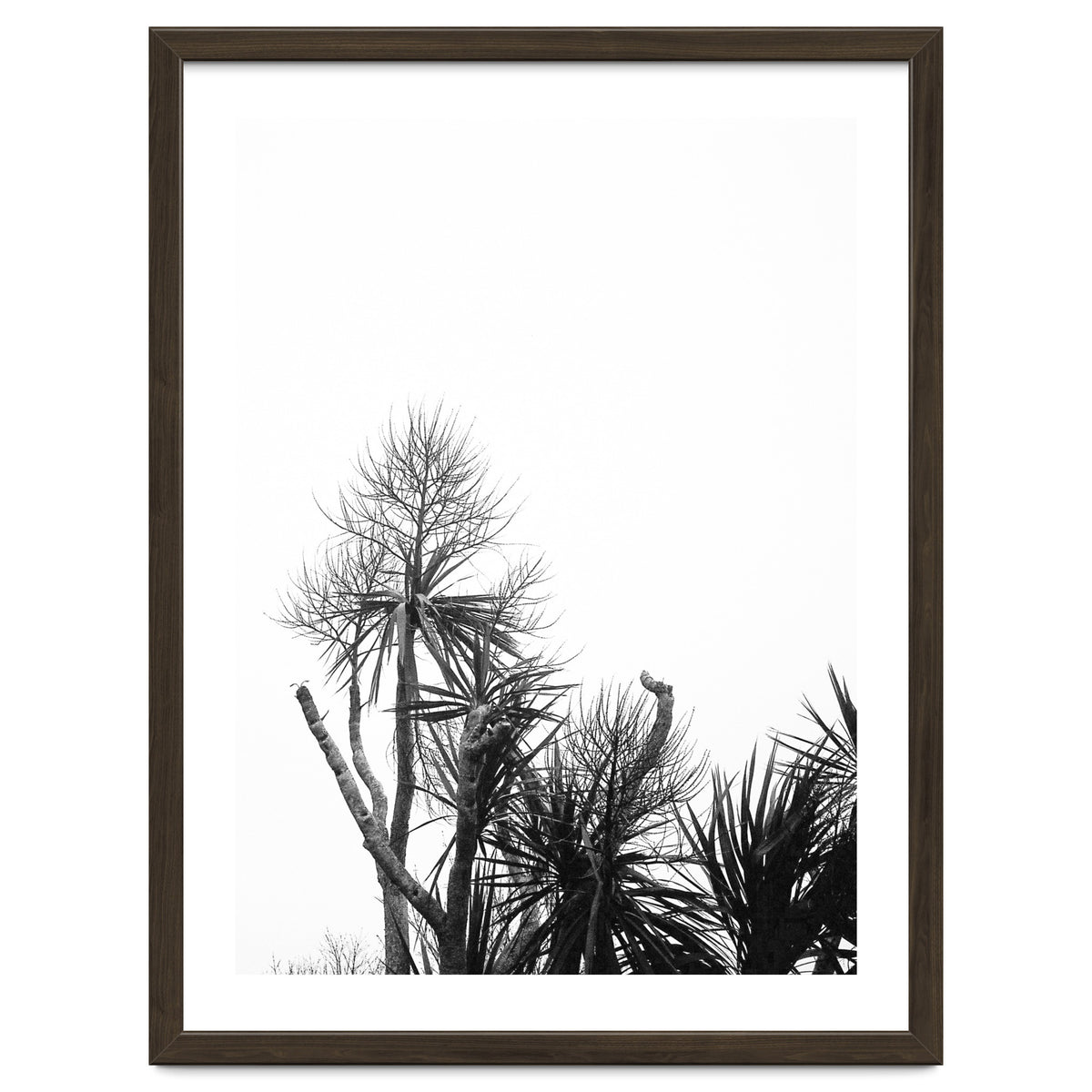 Miminalist Palm