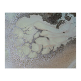 Shifting (Print Only) thumbnail
