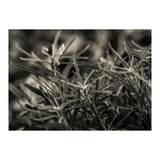 Rosemary Plant (Print Only) thumbnail