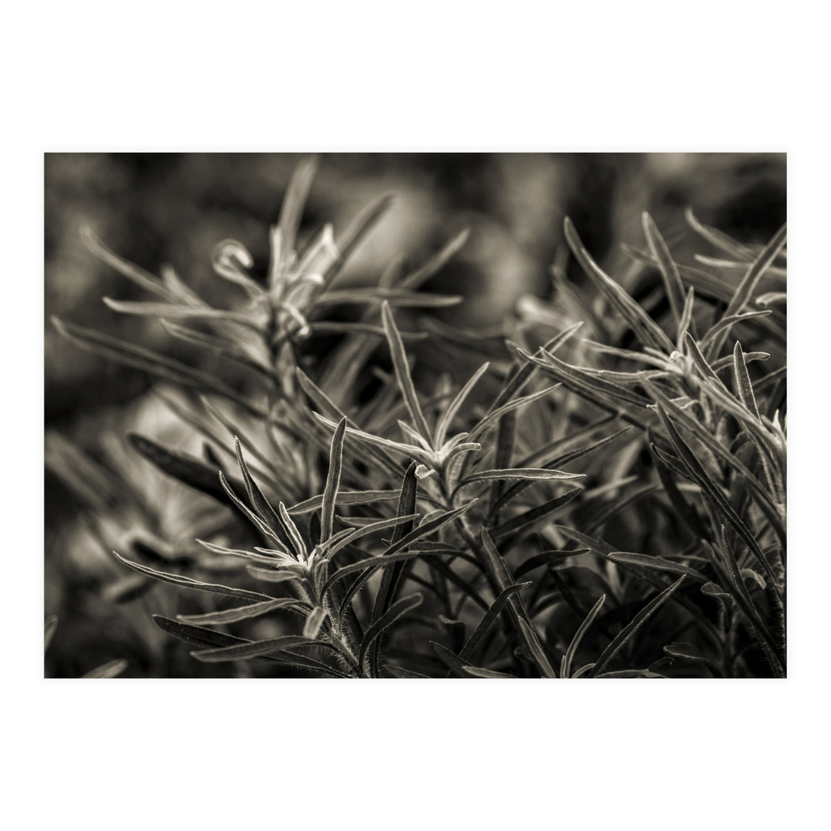 Rosemary Plant (Print Only)