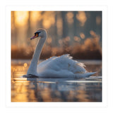 Majestic Swan Gliding On Water At Sunset (Print Only) thumbnail
