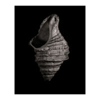 Shells No 2 (Print Only)