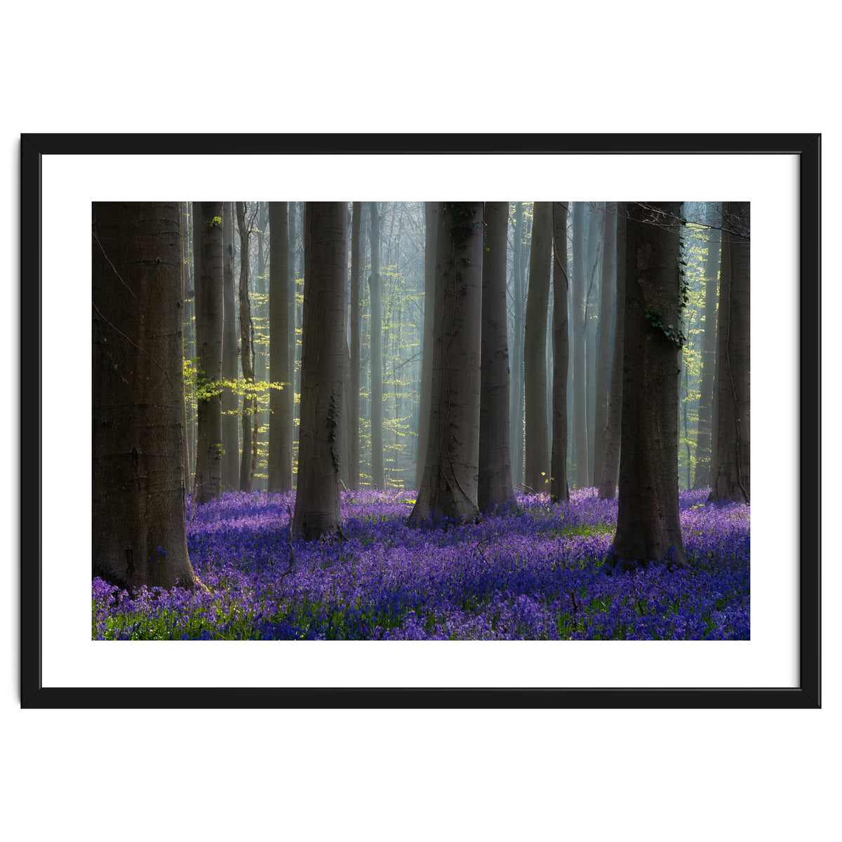 Bluebell forest