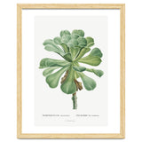 Pierre-Joseph Redouté – Sempervivum Canariense (1799) thumbnail