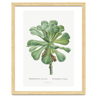 Pierre-Joseph Redouté – Sempervivum Canariense (1799)