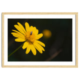 SUNFLOWER. thumbnail