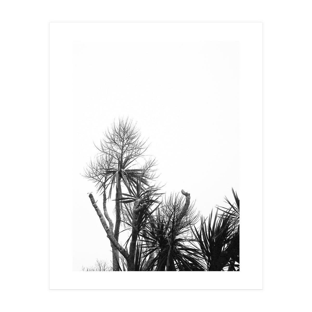 Miminalist Palm (Print Only)