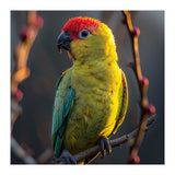 Close Up Of A Colorful Jenday Conure  (Print Only) thumbnail