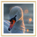 Close Up Of A Swan With Water Droplets thumbnail