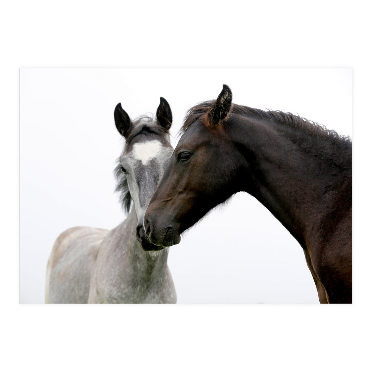 Two Horses (Print Only)