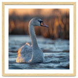 Elegant Swan Gliding On Water At Sunset thumbnail