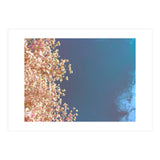 Leaves And Sky (Print Only) thumbnail